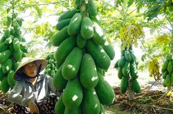 Vườn đu đủ xanh trĩu trái ở Quảng Ngãi