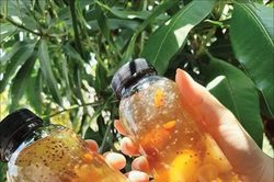 Đời sống Ăn nhưng phải đẹp