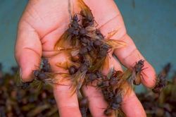 Món kiến đặc biệt ăn như mùi gián, mỗi năm chỉ có một mẻ