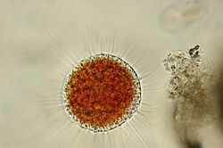 11 sự thật về khoa học có thể bạn chưa biết