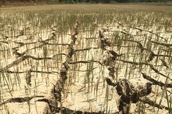 Nắng nóng, hạn hán, xâm nhập mặn sẽ tiếp tục 'gây khó' cho người dân Trung Bộ
