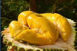 Ăn sầu riêng giúp trị hôi miệng và chống sâu răng