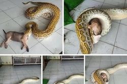 Thanh niên bị lên án vì cho trăn nuốt nguyên con chó