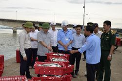 Kiểm tra tình hình triển khai thực hiện các khuyến nghị của Ủy ban châu Âu về khai thác thủy sản