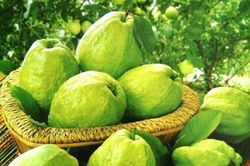 Những người đại kỵ với ổi, tuyệt đối đừng ăn vì cực độc