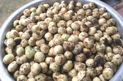 Giá 120.000đ/kg, quả rừng lạ từ Điện Biên về Hà Thành vẫn cháy hàng