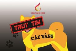 Dự án phim điện ảnh tìm kiếm một chú chó thông minh vào vai 'cậu Vàng'