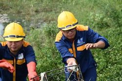 Công viên Yên Sở ô nhiễm vì cá nổi trắng hồ