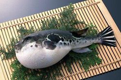 Mạo hiểm cả tính mạng để thử đặc sản sashimi cá nóc tiền triệu ở Nhật Bản