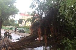 Hà Nội: Dông lớn, cây đổ la liệt trên đường phố khiến 1 người tử vong