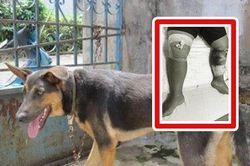 Bé trai 7 tuổi ở Phú Thọ bị chó lai nặng 30kg cắn nát chân