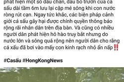 Sự thật thông tin cá sấu lớn nổi đầu trên sông ở Cà Mau
