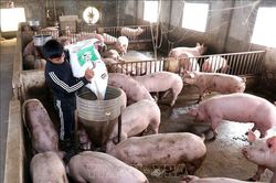 Phát triển chăn nuôi lợn, gia cầm an toàn sinh học