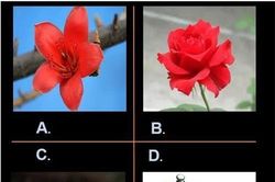 Trắc nghiệm: Lĩnh vực nghề nghiệp nào sẽ giúp bạn 'hái ra tiền'?