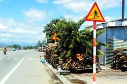 Chồng chất cây chiếm vỉa hè