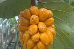 Thích thú giống mít tố nữ sai quả, dễ dàng bóc cả chùm ở Long Khánh