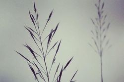 Hoa cỏ may