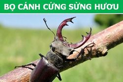 Những loài động vật kỳ lạ, giá 'trên trời' vẫn được các đại gia săn lùng
