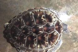 Nghệ An thả rùa quý hiếm 11 kg về biển