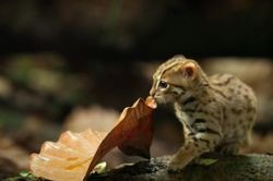 Những điều chưa biết về mèo đốm gỉ - loài mèo hoang dã nhỏ nhất thế giới