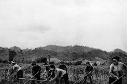 Tăng gia sản xuất, một thời...