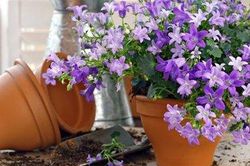 8 loại cây nên trồng trong nhà để thanh lọc, làm sạch không khí