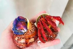 Loài ốc lạ chỉ để làm cảnh, giá 2-3 triệu/con người Việt vẫn đổ tiền mua