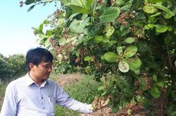 Thâm canh và phát triển sản xuất cây điều ở Cát Tiên