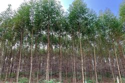 VINAFOR - Hiệu quả kép từ đổi mới hoạt động kinh doanh
