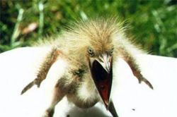 Ám ảnh loài chim có vẻ ngoài và cách phòng thủ ác mộng