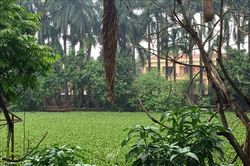 Cần chấm dứt tình trạng lấn chiếm khu ao cá Bác Hồ ở Đông Anh, Hà Nội