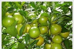 Điểm qua những cách chống say xe đơn giản không dùng thuốc