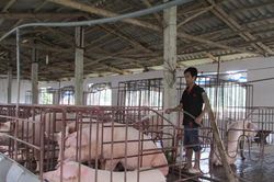 Chuyện làm giàu của anh Trương Hoàng Cương