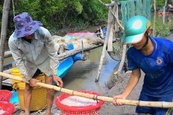 Người dân miền biển Cà Mau trúng mùa ruốc nhưng lại 'khóc ròng'