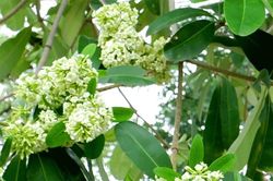 Ngắm hoa sữa nở giữa mùa Thu ở Hà Nội