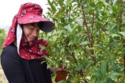 Trà mi Hang Hớt xuất ngoại