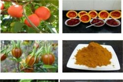 Nữ sinh lớp 9 dùng cây cỏ thiên nhiên 'nhuộm màu' rực rỡ cho thực phẩm