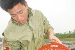 Hiệu quả nuôi cá nheo Mỹ ở Hưng Yên