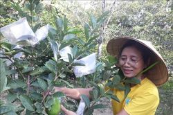 Đời sống Đời sống Chị Hoa 'hai giỏi'