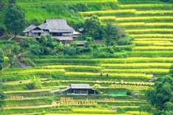 Đồng bào thu hoạch 'vàng' ở Hoàng Su Phì