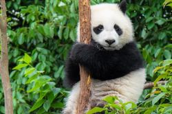 Gấu trúc con tập leo cây ở Trung Quốc