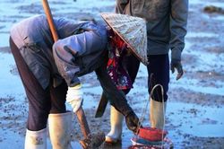 Cuộc sống của những phụ nữ săn 'sâm đất'