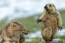 Bức ảnh sóc Marmota 'giật bắn mình' khi nhìn thấy cáo Tây Tạng giành giải thưởng nhiếp ảnh 2019