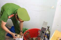 Đà Nẵng: Phát hiện tôm hùm bị gian thương bơm tạp chất và cách nhận biết