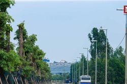 Gần 100 cây hoa sữa di chuyển lên bãi rác Nam Sơn giờ ra sao?