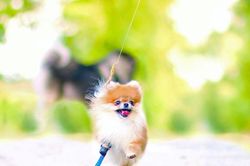 Những động vật 'tàn nhưng không phế' khiến con người ngưỡng mộ