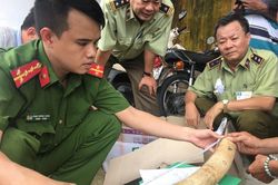 Truy tìm chủ sở hữu lô ngà voi vừa bị bắt tại Bình Định