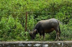Chăn thả gia súc ở khu vực kênh dẫn nước nhà máy nước sạch sông Đà
