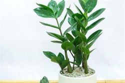 5 loại cây phong thủy 'hít' mùi tiền, đặt ở đâu tiền vàng ào ào đổ về đấy