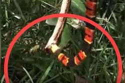 CLIP: Đang nuốt chửng đồng loại, rắn san hô bị kẻ lạ mặt tấn công